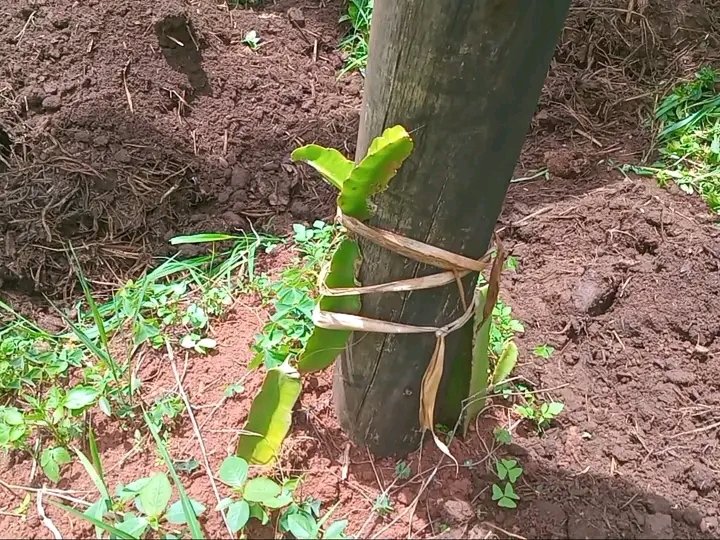 U_E_C_O's tweet image. Your garden/ farm shouldn't be a killing zone for biodiversity. Organic farming boosts biodiversity by avoiding harmful pesticides and fertilizers. It supports bees, butterflies, soil microbes, and natural pest predators. Protecting wildlife starts with how we grow our food.
