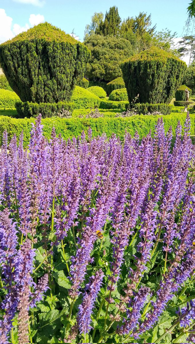 stevep1407's tweet image. Good morning, have a great day.

#FlowersOnFriday 
#Flowers