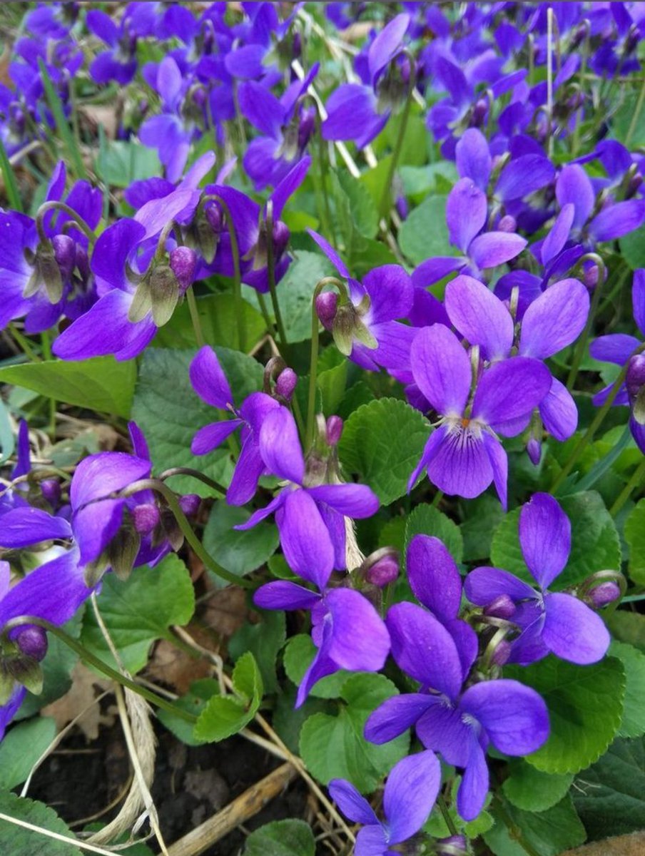 sharma_rak7's tweet image. Where the new voilets bloom
in the valleys...
We met there everyday... daily
Their fragrance takes me
away apart
and leaves a slight prick
in my heart
#vss365
#voilet