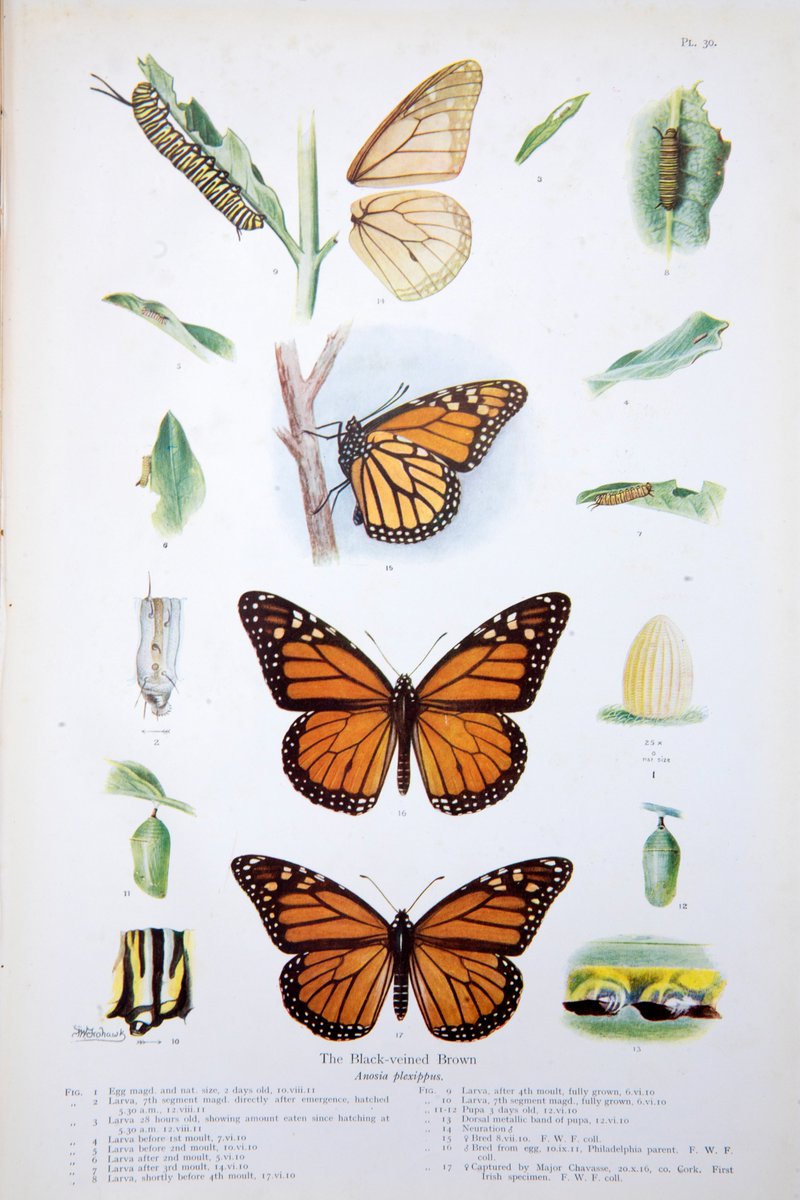 It's #FrohawkFriday, the day we celebrate the butterfly studies &amp; artwork of FW Frohawk.

This week features Monarch, known to Frohawk as Black-veined Brown. Originally an American species, occasional examples turn up in Britain, often coinciding with autumnal westerly storms.