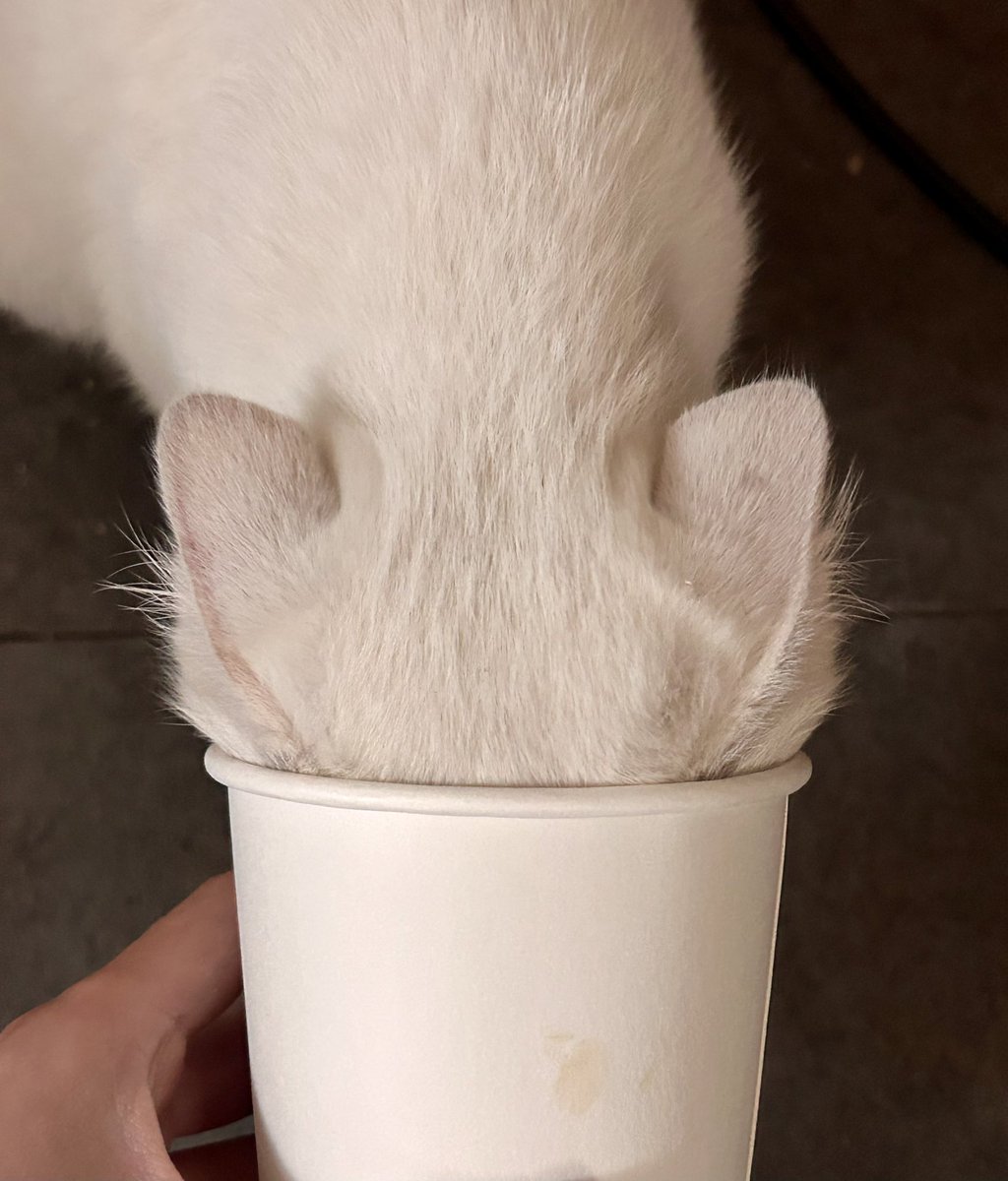 chchchmimimi's tweet image. 고야이 우유를 줘보았어요