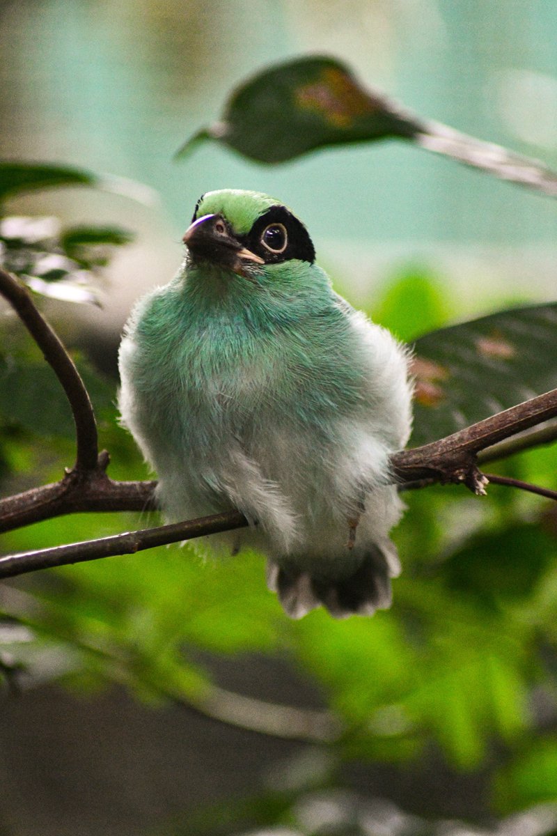 IUCN_Songbirds (@iucn_songbirds) on Twitter photo The <a href="/CikanangaF/">Yayasan Cikananga Konservasi Terpadu</a> Javan Green MagpieΒ conservation breeding programme continued to grow stronger this season with 4 pairs successfully producing offspring! In total, 12 parent-reared #JavanGreenMagpies have now joined the <a href="/CikanangaF/">Yayasan Cikananga Konservasi Terpadu</a> population.
πΈ: by <a href="/CikanangaF/">Yayasan Cikananga Konservasi Terpadu</a> The <a href="/CikanangaF/">Yayasan Cikananga Konservasi Terpadu</a> Javan Green MagpieΒ conservation breeding programme continued to grow stronger this season with 4 pairs successfully producing offspring! In total, 12 parent-reared #JavanGreenMagpies have now joined the <a href="/CikanangaF/">Yayasan Cikananga Konservasi Terpadu</a> population.
πΈ: by <a href="/CikanangaF/">Yayasan Cikananga Konservasi Terpadu</a>