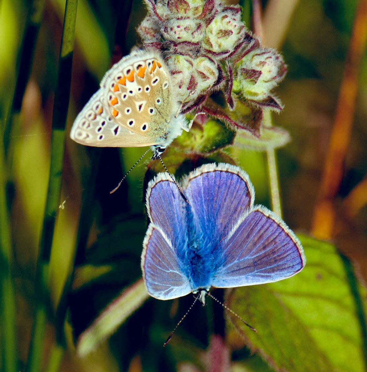 Tim Ridgeway tweet media