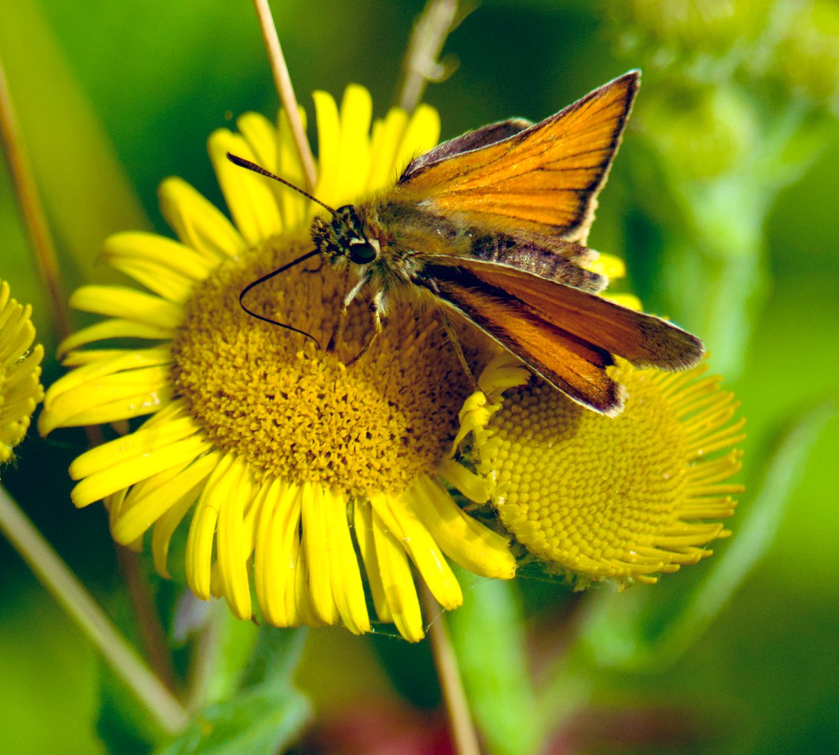 Tim Ridgeway tweet media