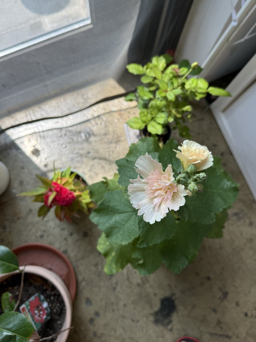bjhye's tweet image. 작업실에 점점 늘어가는 화분들 (이라 쓰고 숙제들이라 읽는다)