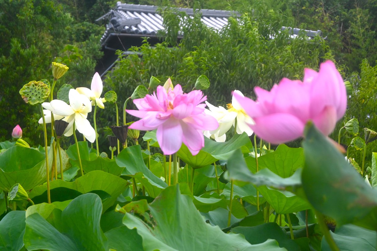 MKofficial_PR's tweet image. 和歌山県にある「北吉田 蓮の郷」を知っていますか？🥳
まだ蓮の見頃が続いています！
和歌山・御坊市で生まれた蓮「舞妃蓮（まいひれん）」も見ることができますよ！