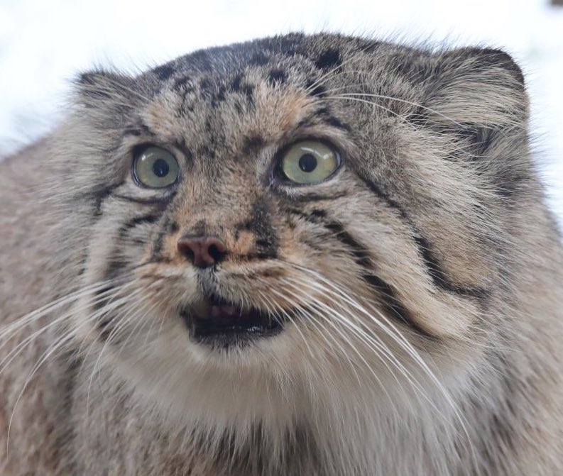 nemo_patiens's tweet image. Manul morning.