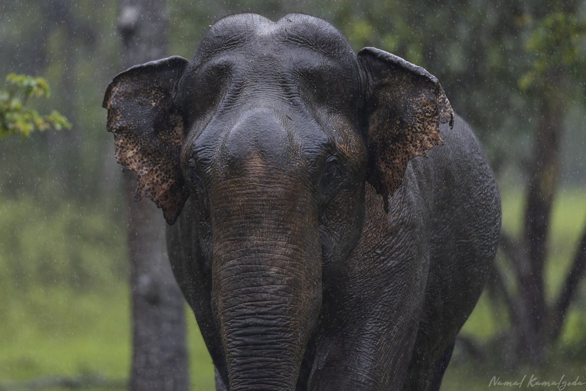 Namalkamalgoda's tweet image. A tuskless male elephant or &quot;makhnas&quot; in Nagarahole National Park in Karanataka. It was raining and he seems to enjoying himself.  Gave us the &quot;eye&quot; as well.

#india #elephant #indianelephant #makhnas #indiansafari #canonwildlife #nagarholenationalpark #india #wildkaranataka