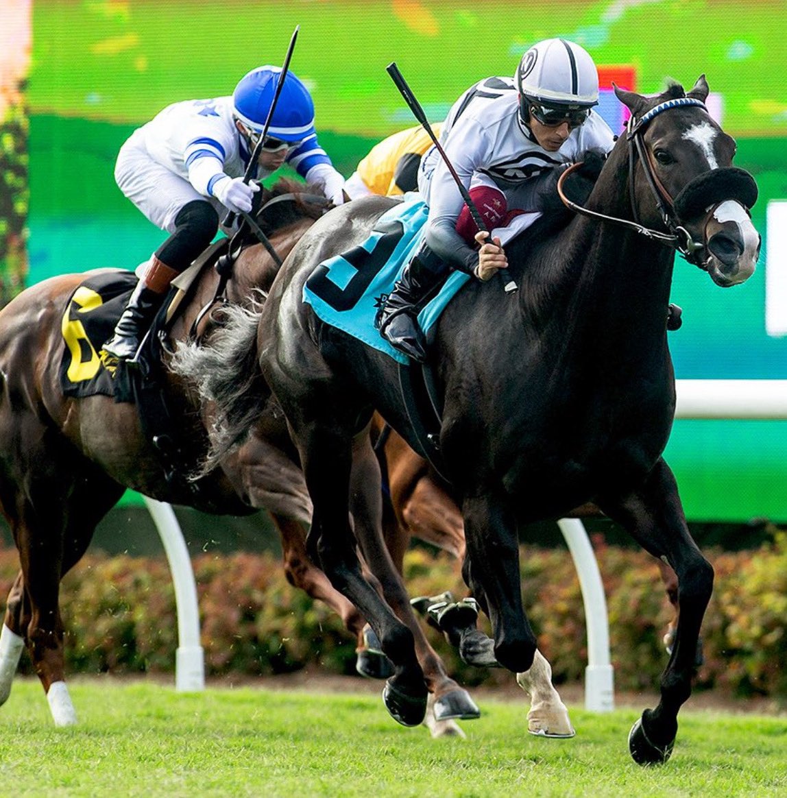 Stakes Winners 🏆 (@stakeswinners) on Twitter photo 🏆 ALMENDARES 🇬🇧
(Antonio Fresu - Philip D’Amato)
WICKERR STAKES 2025 ($100,000) Del Mar <a href="/DelMarRacing/">Del Mar Racetrack</a> <a href="/Antonio1Fresu/">Antonio Fresu</a> <a href="/PhilDamato11/">Philip D'Amato</a>
📷 <a href="/benoitphoto_/">Benoit Photo</a> 🏆 ALMENDARES 🇬🇧
(Antonio Fresu - Philip D’Amato)
WICKERR STAKES 2025 ($100,000) Del Mar <a href="/DelMarRacing/">Del Mar Racetrack</a> <a href="/Antonio1Fresu/">Antonio Fresu</a> <a href="/PhilDamato11/">Philip D'Amato</a>
📷 <a href="/benoitphoto_/">Benoit Photo</a>