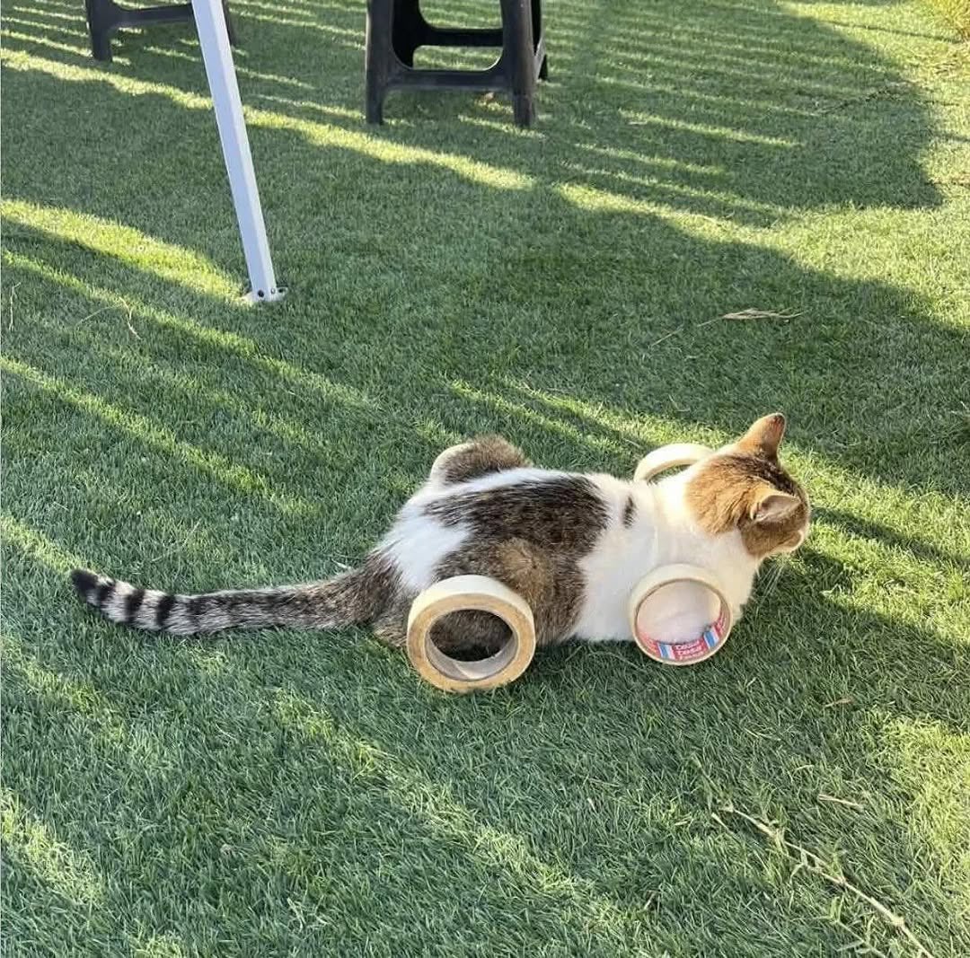 panik_cattack's tweet image. Cat car