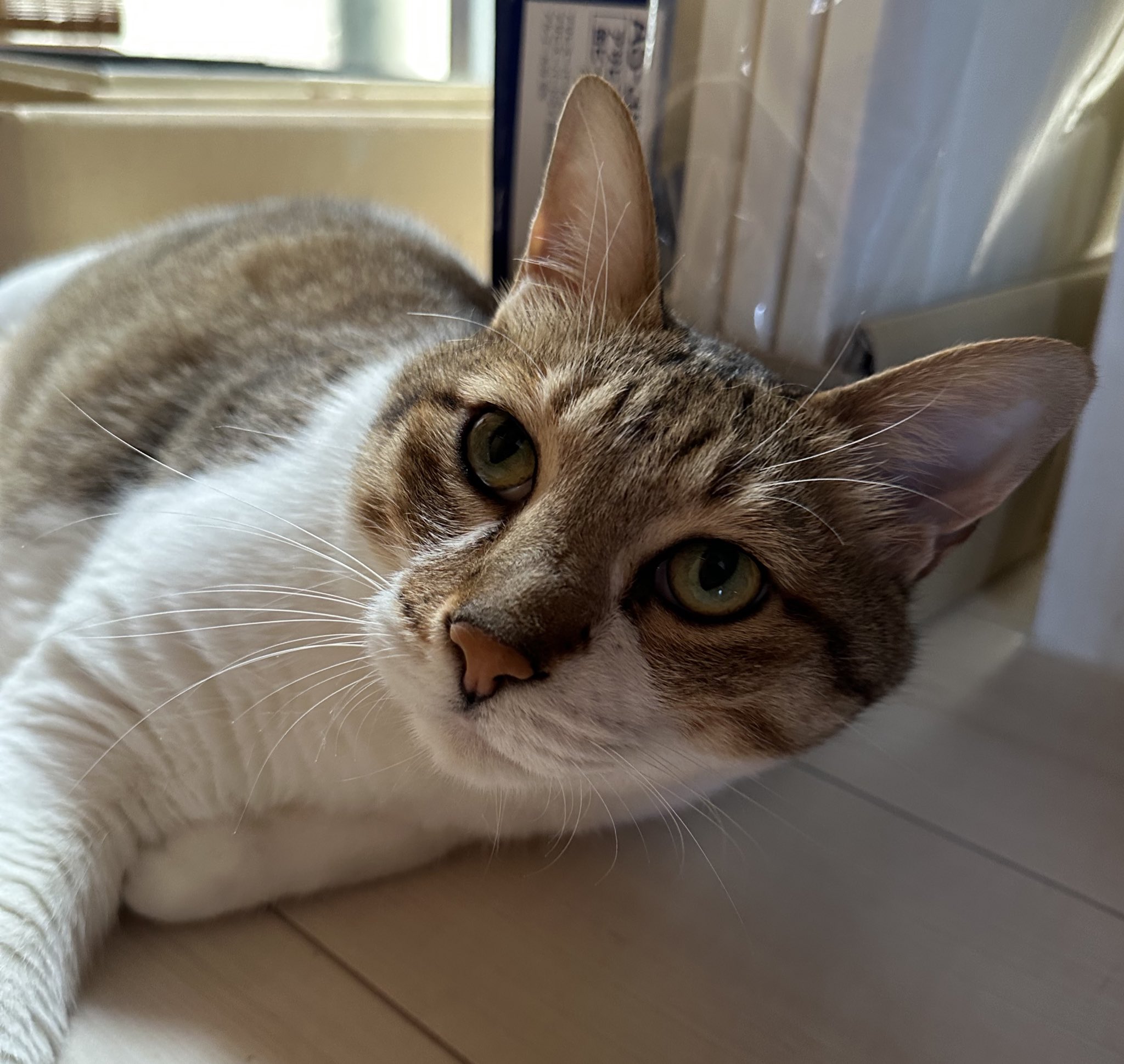 関西の猫好きさん専用 お京 on X: 