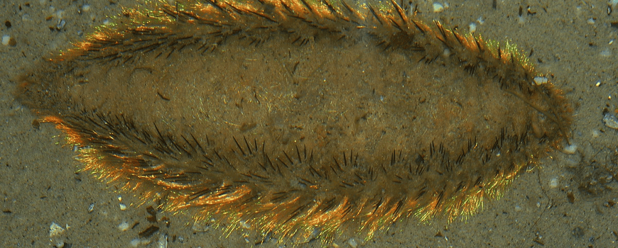 Natuurjournaal 25 juli 2025: Huisdieren in de Noordzee: zeemuis en hondshaai. dlvr.it/TM60QD
