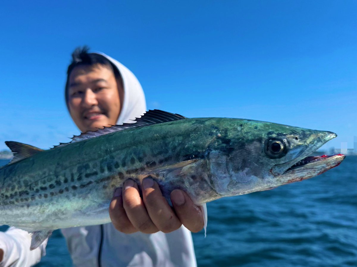 blueseabass's tweet photo. 今季もサワラ便スタート❣️

いきなりモリモリ釣れちゃいました🙆‍♂️

#サルベージ
#東京湾
#青物キャスティング
#敗北を知りたい https://t.co/woWaWDCRpu