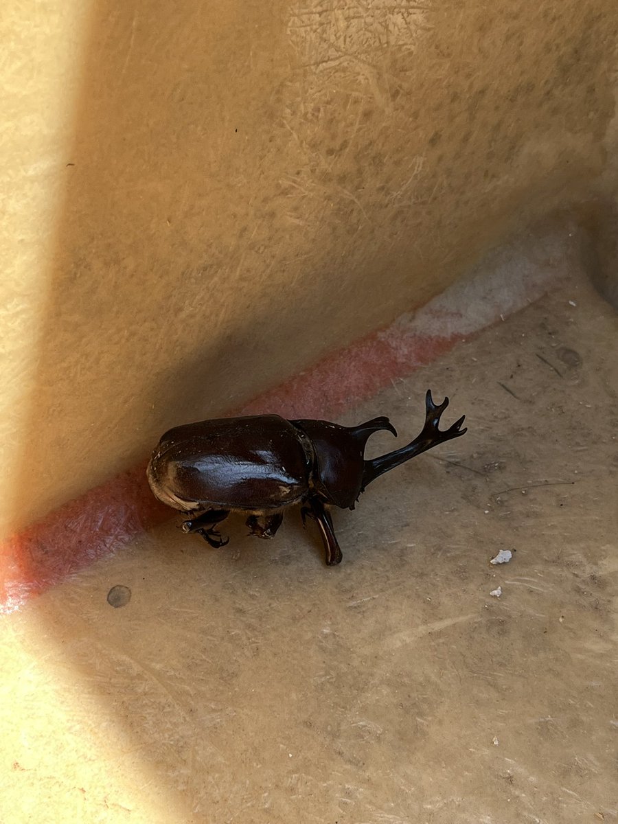 unagiattack's tweet image. やった！カブトムシ見つけた！と思ったら死んでた😢

重さ的に死んで間もない感じだった多分熱中症