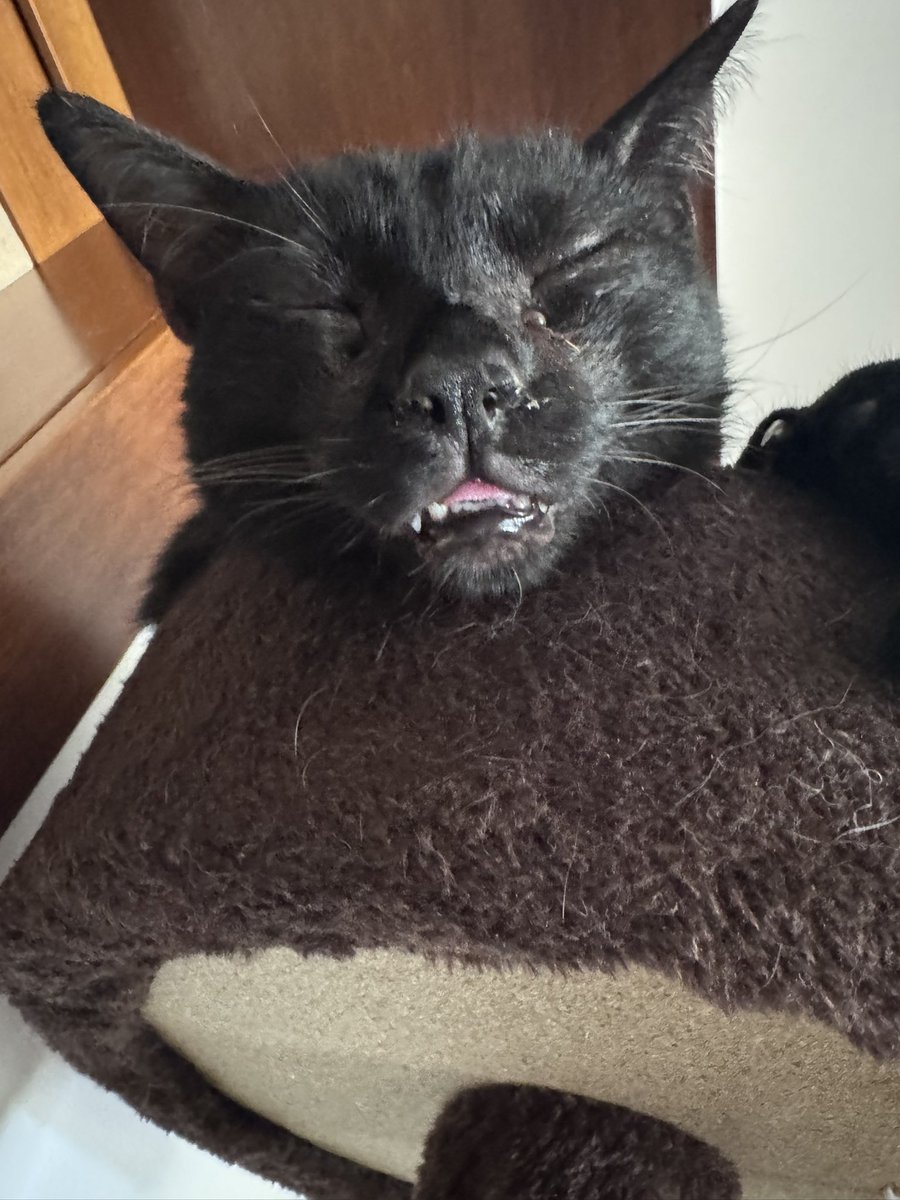 ZebathunGG's tweet image. hai guys gm with a silly cat sleeping