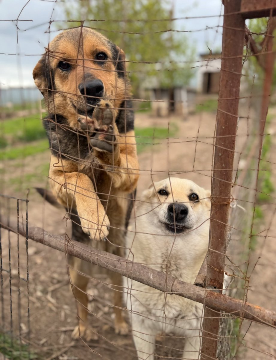 Ребят есть один приют для собак,который мы посещаем в Подмосковье у них сейчас не лучшие времена, вот их канал
t.me/+RRx6gBLnXm04N…

Давайте вместо кофе, отправим им 100 руб 

Им нужнее чем нам, а нам +100 к карме 

Реквизиты оказания финансовой помощи 89099622364 Т-банк