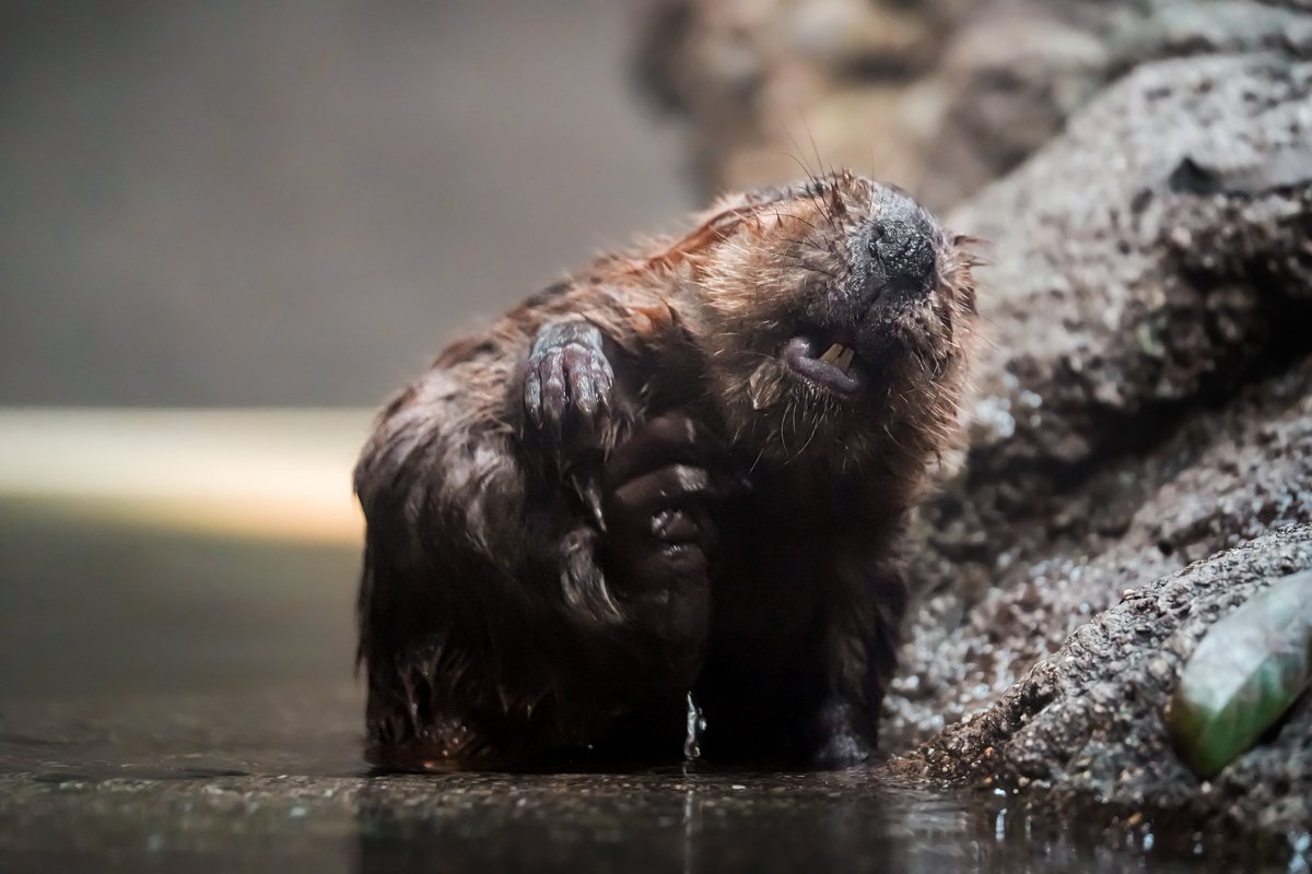 濡れおかきみたい笑

#神戸どうぶつ王国 
#アメリカビーバー