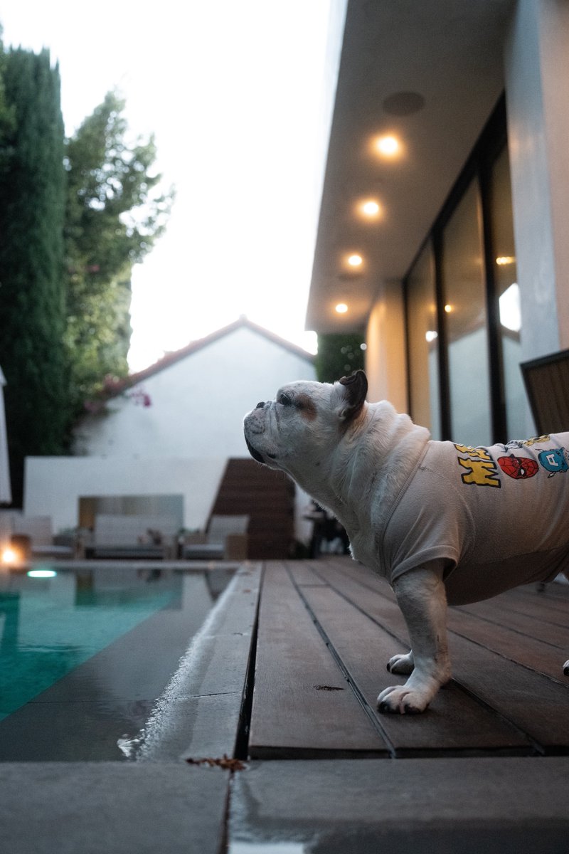 artofsmokinout's tweet image. Daily pig photos