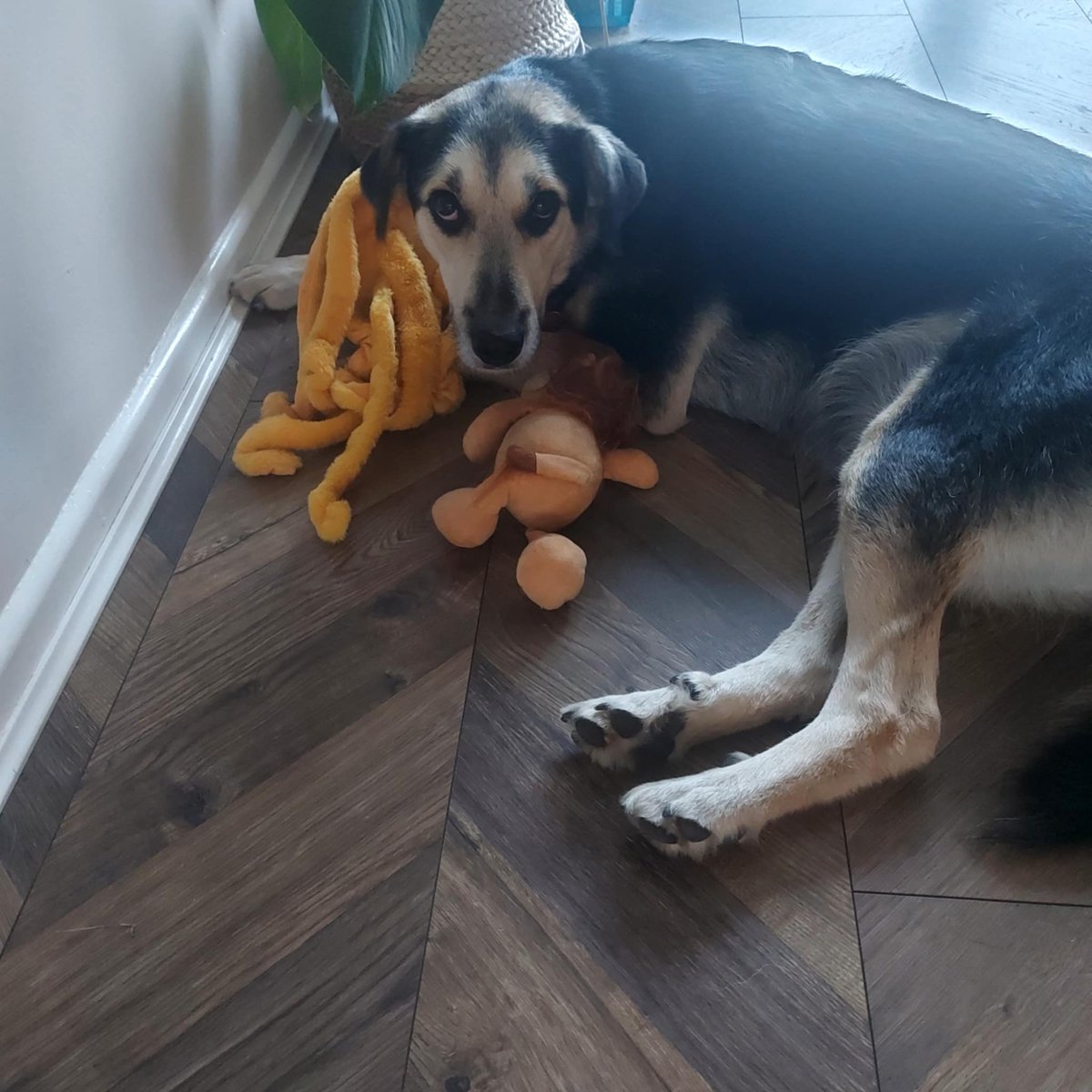 GillyMeeky's tweet image. Lenny's beautiful mama Ziva has been adopted 4 months now. Apparently she loves the octopus I got her when I met her and her lovely family. They are wonderful people. I can't wait to see them all again. 🥰🥰🥰🥰
Her family say:
She has the most wonderful temperament. She is…