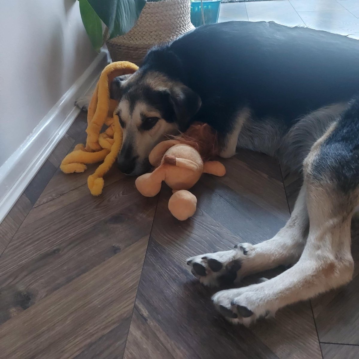 GillyMeeky's tweet image. Lenny's beautiful mama Ziva has been adopted 4 months now. Apparently she loves the octopus I got her when I met her and her lovely family. They are wonderful people. I can't wait to see them all again. 🥰🥰🥰🥰
Her family say:
She has the most wonderful temperament. She is…