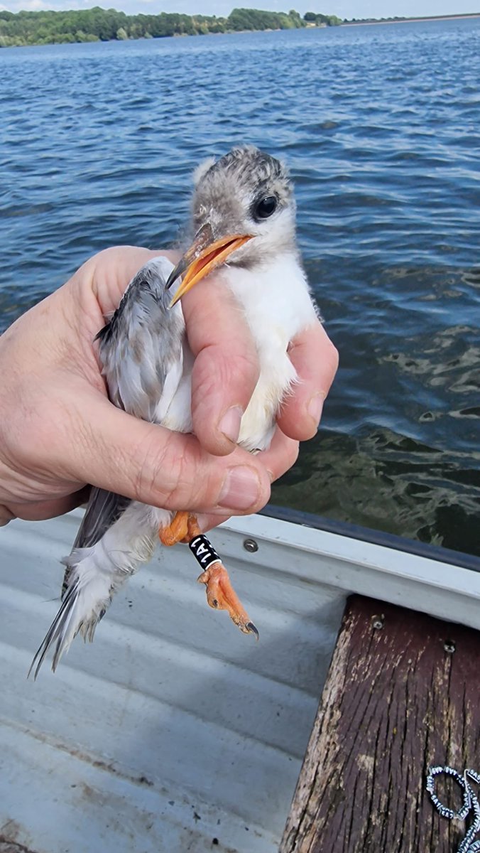 RingersWm's tweet image. Good news from Staffordshire! 🎉 Another successful visit to @SthStaffsWater Blithfield saw 17 more Common Tern chicks colour-ringed, making it 35 ringed so far this year! 🐣 💚 #WildlifeConservation #CommonTern #Birds