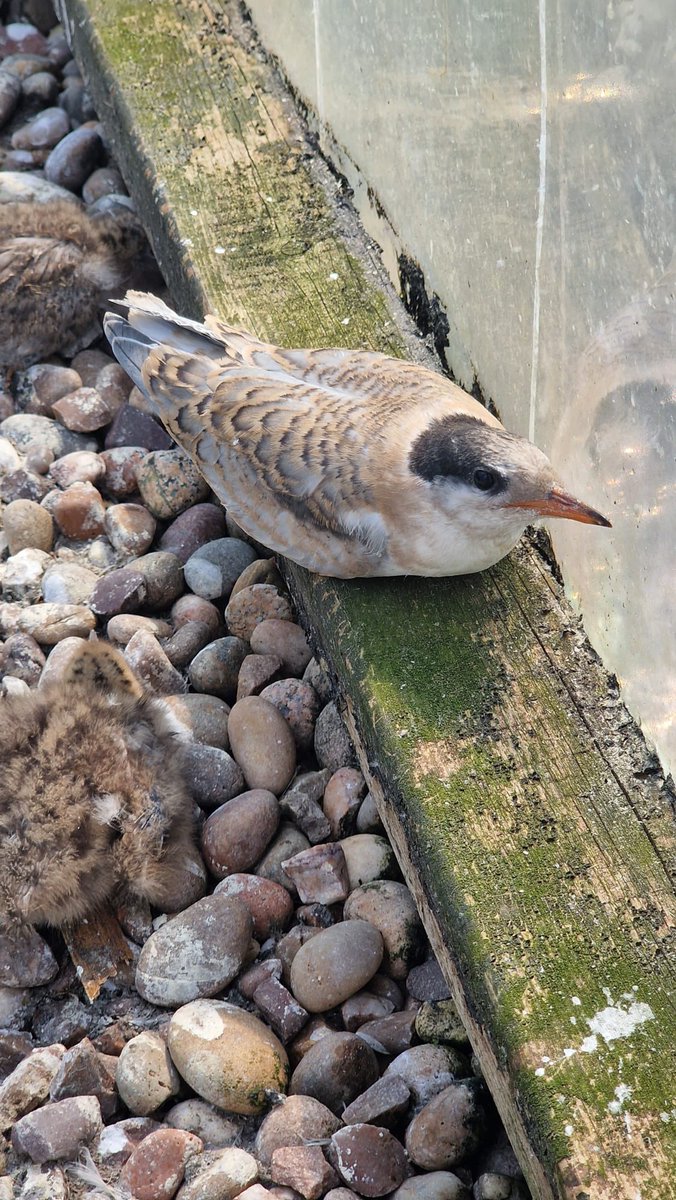 RingersWm's tweet image. Good news from Staffordshire! 🎉 Another successful visit to @SthStaffsWater Blithfield saw 17 more Common Tern chicks colour-ringed, making it 35 ringed so far this year! 🐣 💚 #WildlifeConservation #CommonTern #Birds