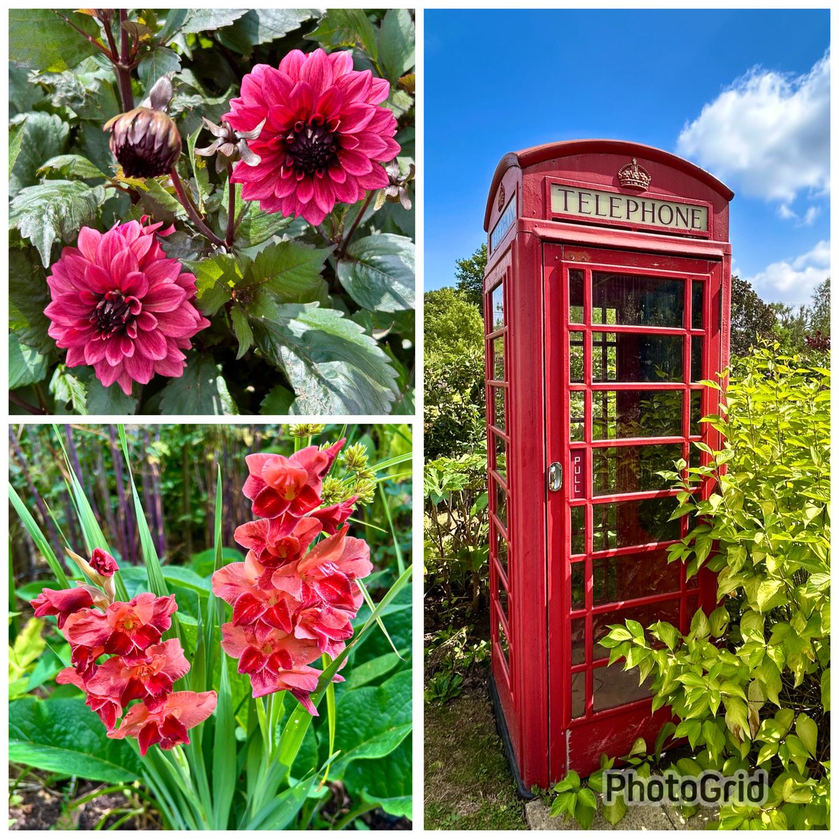 vanessa_c_clark's tweet image. #FlowersOnFriday a few more from yesterdays trip to the New Forest.