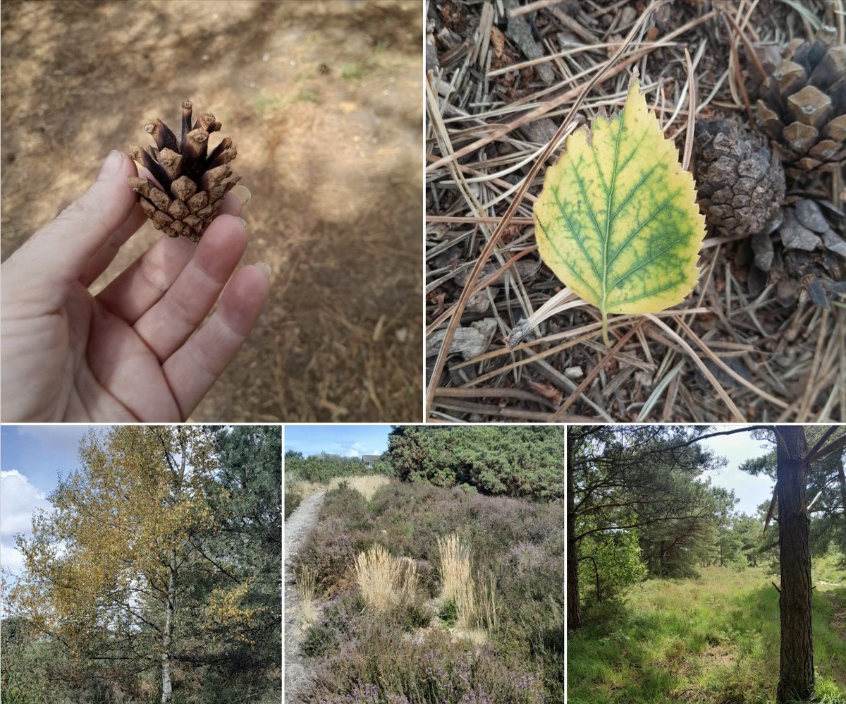 DorsetComFnd's tweet image. Seed2Plate are using our Community Wellbeing and Mental Health Fund grant for nature connection and wellbeing sessions, that include sketching, forest bathing, and mindful photography – sharing  stories, laughter and companionship amid the beauty of nature.
Local giving in action