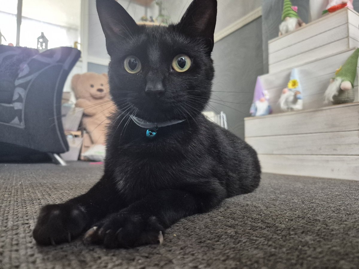 158820ATW's tweet image. Happy 2nd Birthday to my Cat 🐈 Poppy
Some of you might know Poppy is a rescue cat and I adopted her from the RSPCA when she was 4 months old