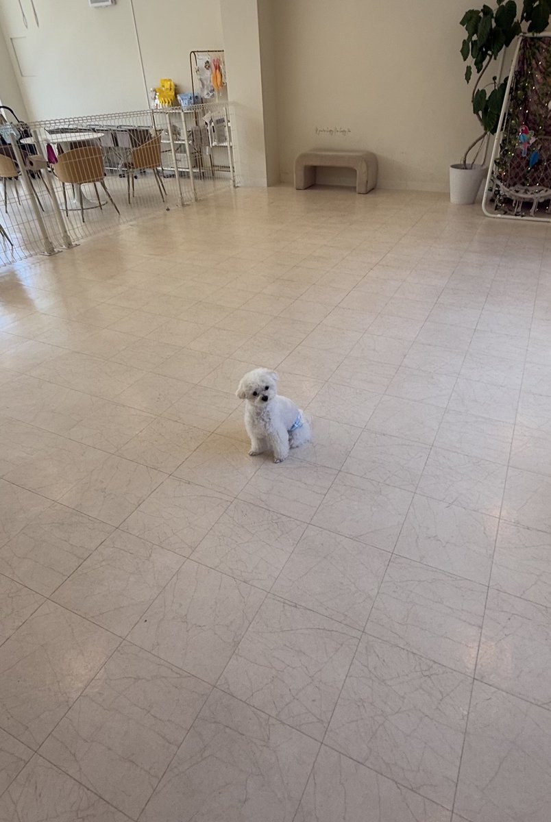hotahota__te's tweet photo. ドッグランは走っていいんやで https://t.co/E1Ir48a0mn