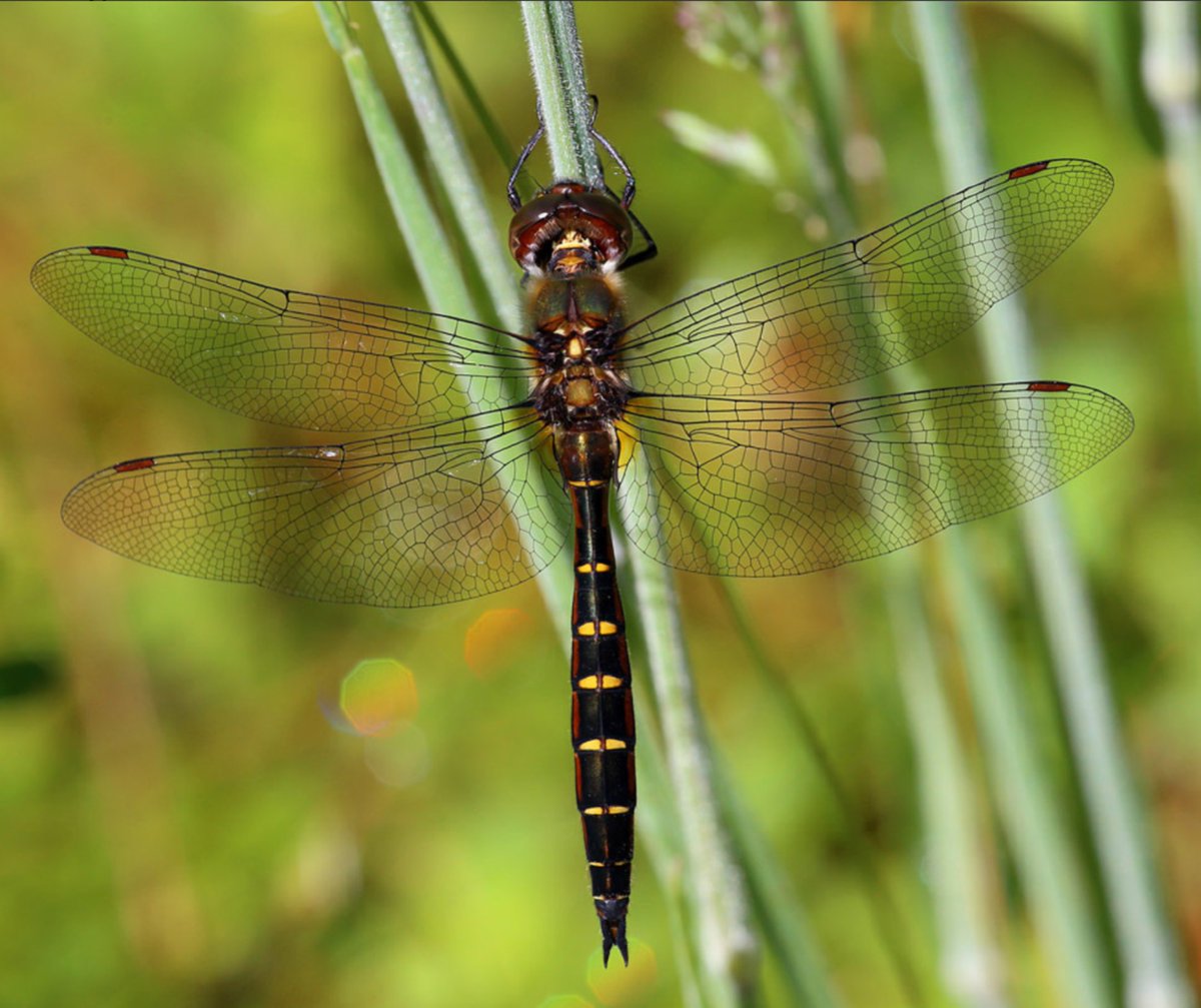 Forest_and_Bird's tweet image. 🦎✨ The Critter of the Week is the ranger dragonfly, or Procordulia smithii!
Next week is World Ranger Day (July 31), so we’re dedicating this week’s critter to the rangers -– both the human and insect kind! 🧡
Conservation rangers are the unsung heroes of our wild places…