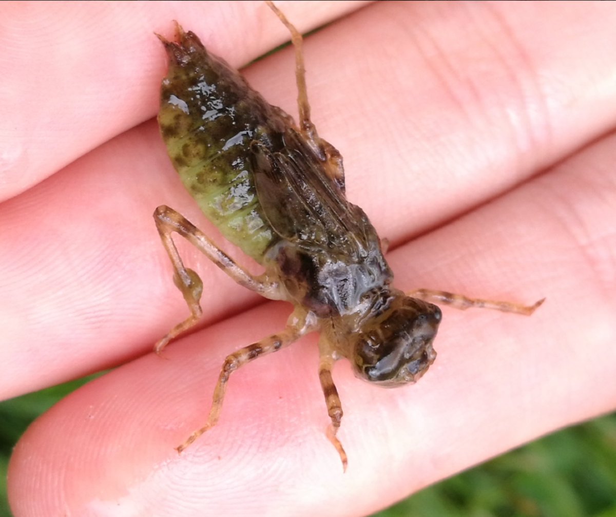 Forest_and_Bird's tweet image. 🦎✨ The Critter of the Week is the ranger dragonfly, or Procordulia smithii!
Next week is World Ranger Day (July 31), so we’re dedicating this week’s critter to the rangers -– both the human and insect kind! 🧡
Conservation rangers are the unsung heroes of our wild places…