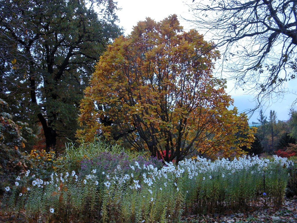 Marie-Luise (@eurisko7) on Twitter photo <a href="/Tokyonobo/">Tokyonobo</a> Here are pictures from Germany, 2 years ago,  in November I was in Hamburg in a beautyful Japanese garden. <a href="/Tokyonobo/">Tokyonobo</a> Here are pictures from Germany, 2 years ago,  in November I was in Hamburg in a beautyful Japanese garden.