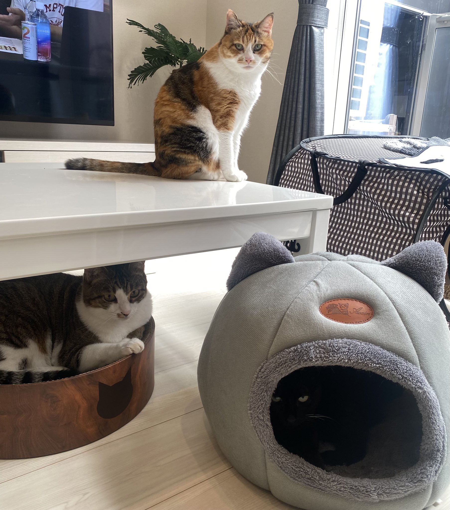ねこままさま専用♡注文ページ ONEKOSAMA OINUSAMA 犬 猫 クッション リバーシブル ベッド