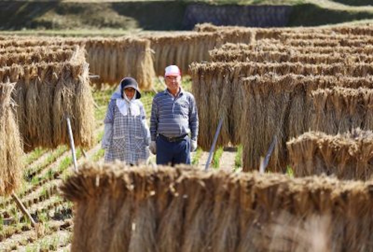 asiatimesonline's tweet image. Japan's rice price controls expose US trade deal hypocrisy asiatimes.com/2025/07/japans…