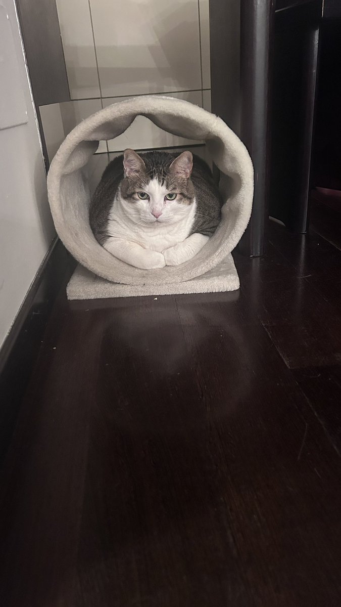 susyna1971's tweet image. ATTENZIONE
nuovi testimoni attendibili, acrobatici e fantasiosi
Anche Michele, Rino e Gaetano erano a Vigevano alla fiera dell’est, per due soldi un topolino, il mio gatto compró.
Incontrarono anche Lovati e si fermarono tutti insieme a sentire le voci dell’omicidio avvenuto a…