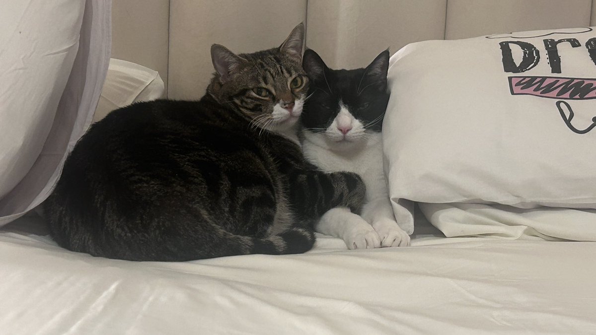 susyna1971's tweet image. ATTENZIONE
nuovi testimoni attendibili, acrobatici e fantasiosi
Anche Michele, Rino e Gaetano erano a Vigevano alla fiera dell’est, per due soldi un topolino, il mio gatto compró.
Incontrarono anche Lovati e si fermarono tutti insieme a sentire le voci dell’omicidio avvenuto a…