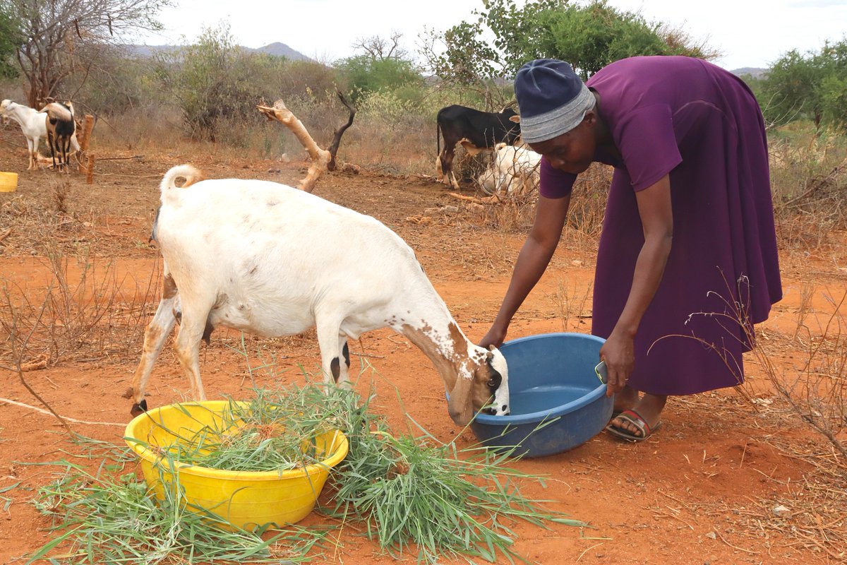 NCCK Nature Positive (@nps_ncck) on Twitter photo Just a year ago, Judith Kimeu and her husband Matheka from Kilawa were unsure about joining VSLA. Today, they own a thriving goat—with kids on the way. One goat = more goats = food, school fees, and farm investments #CHAN2024 #Isak <a href="/UnitedChurchCda/">United Church Canada</a> <a href="/Foodgrains/">Canadian Foodgrains Bank</a> <a href="/KenyaNCCK/">NCCK Kenya</a> Just a year ago, Judith Kimeu and her husband Matheka from Kilawa were unsure about joining VSLA. Today, they own a thriving goat—with kids on the way. One goat = more goats = food, school fees, and farm investments #CHAN2024 #Isak <a href="/UnitedChurchCda/">United Church Canada</a> <a href="/Foodgrains/">Canadian Foodgrains Bank</a> <a href="/KenyaNCCK/">NCCK Kenya</a>
