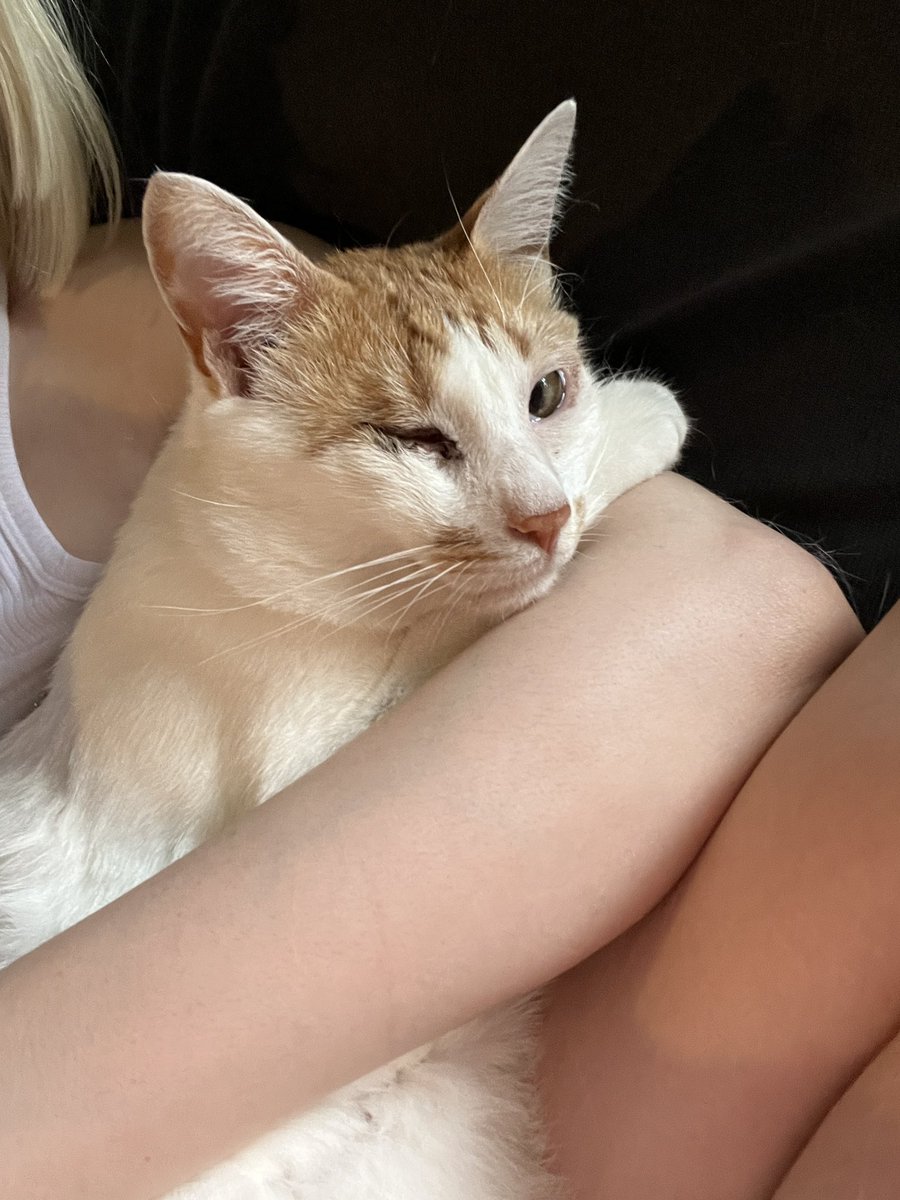 capsulebutt's tweet image. I think I mentioned that I work from home now for a tech company, I love wfh but a huge adjustment has been that my cats wanna hug me 24/7 and join every meeting