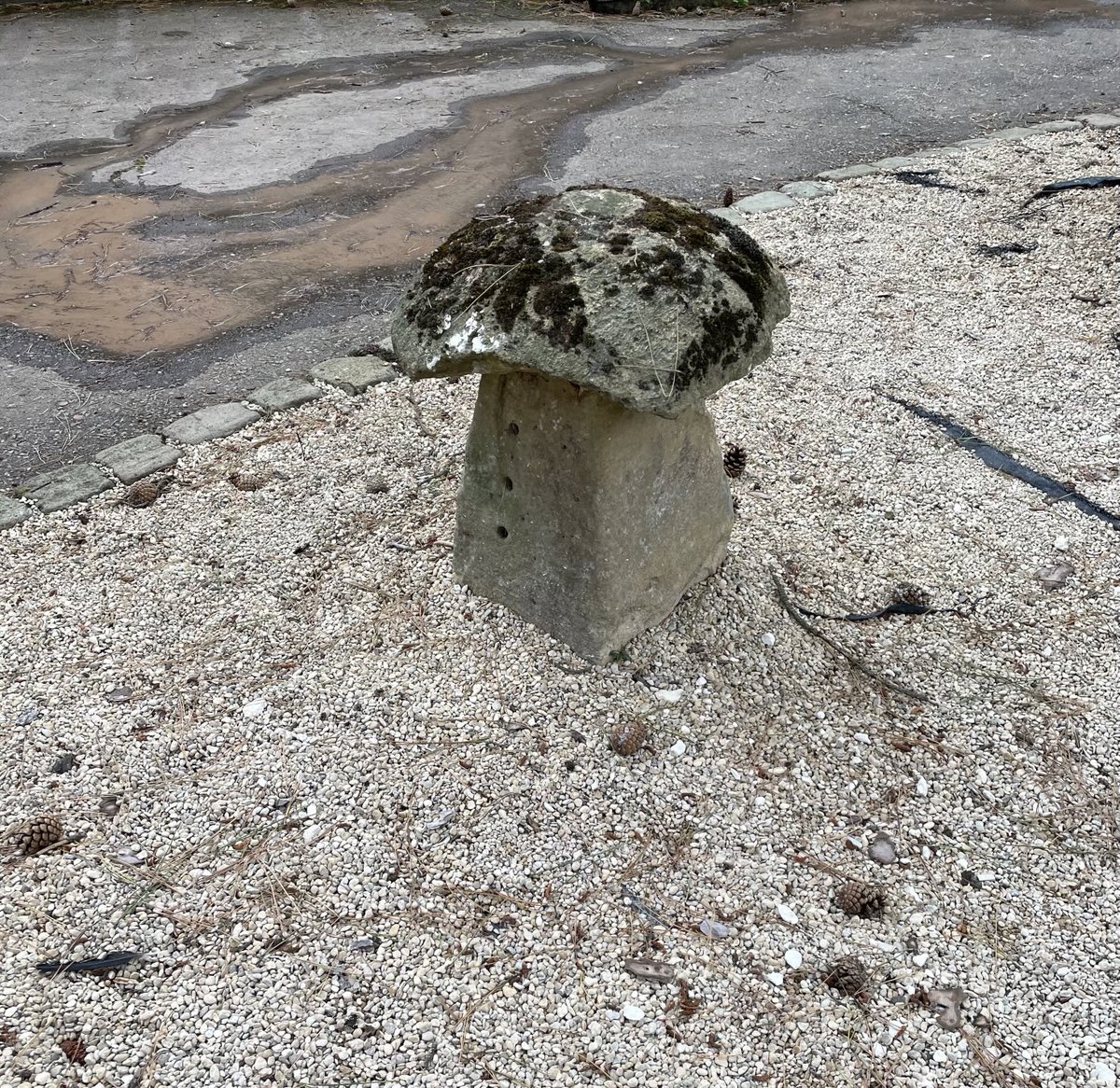 sujoy_g's tweet image. a giant mushroom turned into stone!