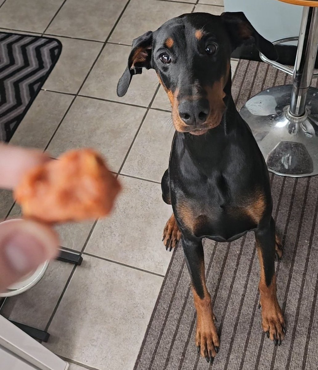GoAgainGamingAz's tweet image. Dogs like treats.