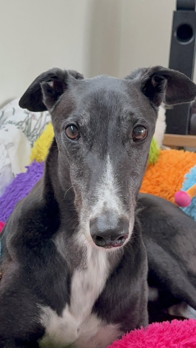paddythegreyt's tweet image. It’s #Friday and I’m feeling fantastic!
Had a bit of a drama earlier this week, after my dental at the vet, when they stole one of my teeth! In my opinion ( and hoomums), I’m still handsome. Most importantly, I can still eat sausages! Anyway, it’s back to lounging, dropping…