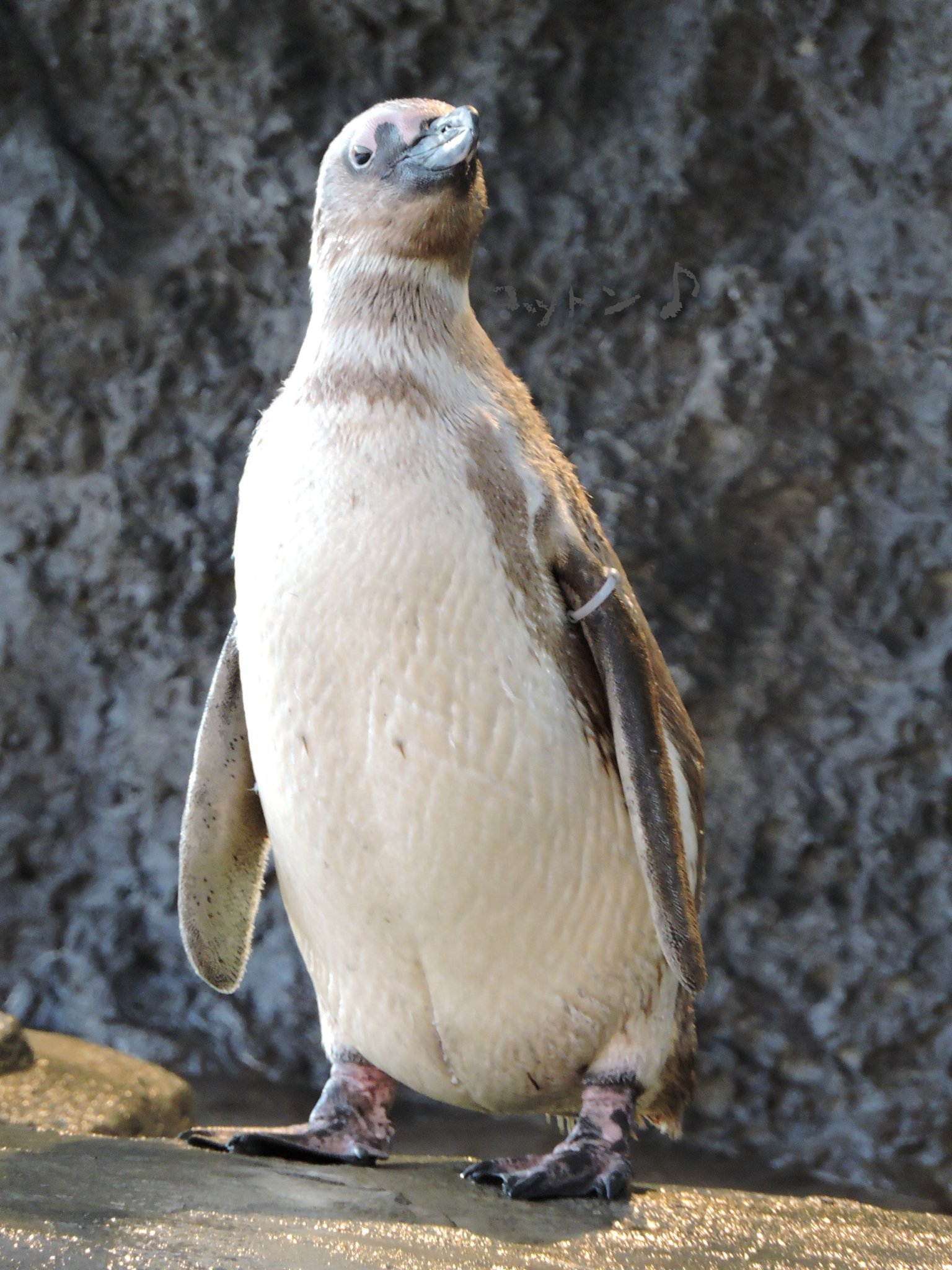 白いペンギン様 コットン♪ on X: 