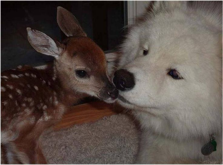 me and doomf (deer oomf)