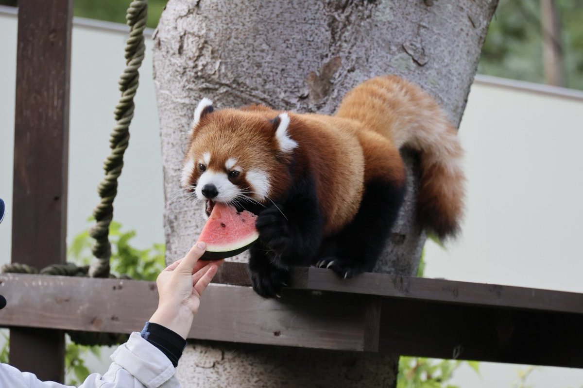 kitisukekiti's tweet image. 夜zooスポットガイド レッサーパンダ編はタバちゃんに登場してもらいましたー。
が、飼育員さんの持っているスイカが気になり今にも飛び出しそうな勢い🤭
#到津の森公園 #レッサーパンダ
#アシタバ