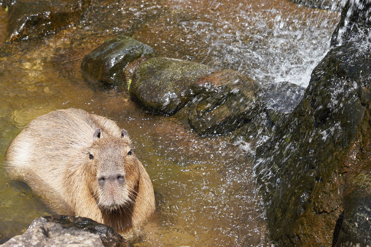 fuji_safari1980's tweet image. 日差しが強い日は ☀
滝の近くで、水しぶきを浴びながら 💦
ひんやり過ごします 😌
#カピバラ #capybara
fujisafari.co.jp/animal-fureai/…