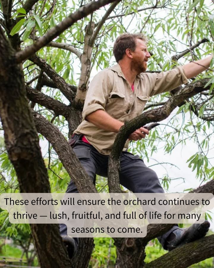Years of fruiting, wild weather, and curious visitors have taken their toll on the Farm Vigano Orchard, so Horticulturalist Justin is giving the trees the much-needed reset, reshaping and thinning them through winter and spring 2025.