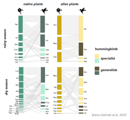 CommunityEcol's tweet image. ๐ฐA NEW study investigated the role of alien plant species as resources of #hummingbirds by comparing the seasonal plant-bird interaction networks in a Mexican cloud forest. ๐link.springer.com/article/10.100โฆ #hummingbird #alienspecies #pollination #ecologyresearch
