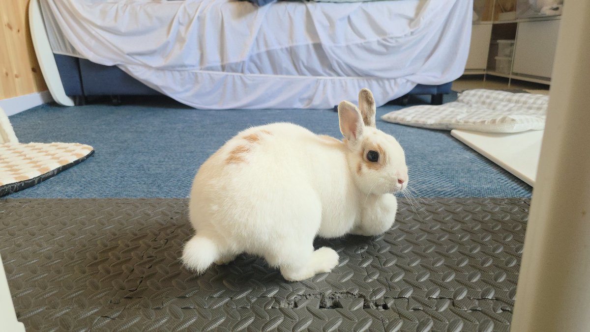 @목털과꼬리를한번에보여주는자세를하는토키