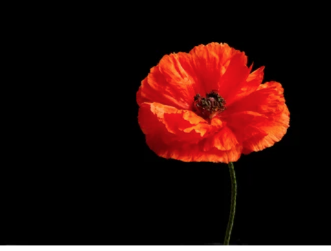 pettore's tweet image. F.Lt. Basil Hugh Way.
One of THE FEW.
bbm.org.uk/airmen/WayBH.h…
He was shot down into the Channel in his Spitfire and killed.
His body was washed ashore on the same day and he is buried on Oostdunkerke Communal Cemetery, Belgium.
Age 22.